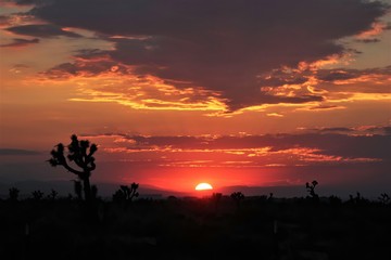 A blazing red sun sets in the high deser of California with silhouettes of Joshua trees.