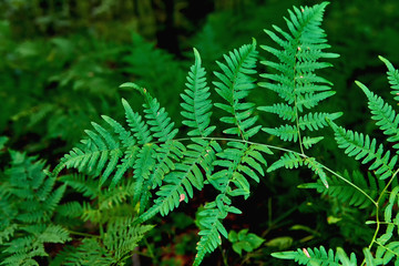 Fototapeta na wymiar Beautiful green fern leaf on a natural natural background. Beautiful plants and flowers.