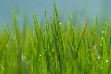 Dew drops in grass