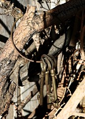 An antique ring of keys hung on bare branches
