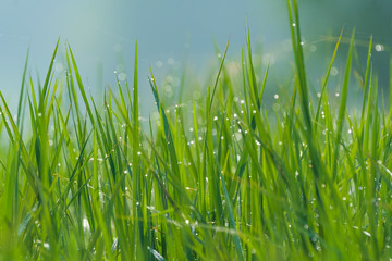 Fototapeta na wymiar Dew drops in grass