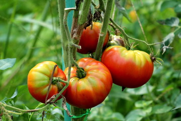 Bunch of large partially ripe red tomatoes growing from single plant in local urban garden on warm sunny summer day