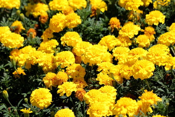 Bunch of Mexican marigold or Tagetes erecta or Aztec marigold or African marigold or Big marigold herbaceous annual plants with large flowerheads filled with dense yellow petals surrounded with slim d