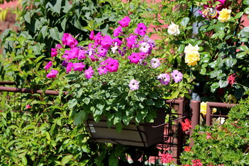 Bunch of pink and light violet Petunia flowers planted in flower pot on side of metal fence surrounded with densely planted flowers and green leaves on warm sunny summer day