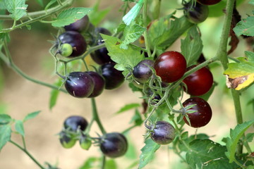 Bunch of ripe ready for picking indigo rose small dark cherry tomatoes growing from multiple vines in local urban garden on warm sunny summer day