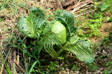 Cabbage or Headed cabbage leafy green annual vegetable crop with half eaten leaves growing in local urban garden surrounded with dry soil and other plants on warm sunny summer day