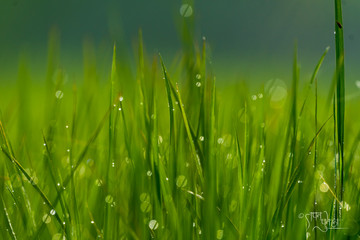 Dew drops in grass