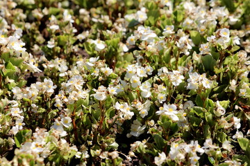 Densely planted Begonia plants texture background wallpaper with white flowers and green leaves with yellow center growing in local urban garden on warm sunny summer day