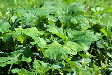Densely planted large dark green thick pumpkin plant leaves in local urban garden on warm sunny summer day