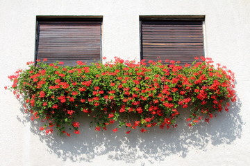 Fototapeta na wymiar Family house windows with closed old dilapidated window blinds and densely planted Pelargonium bright red flowers growing from flower pots on white facade on warm sunny summer day