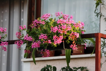 Fototapeta na wymiar Flower pot filled with densely planted light pink Pelargonium flowers on side of metal balcony fence of family house surrounded with other plants and flowers on warm sunny summer day