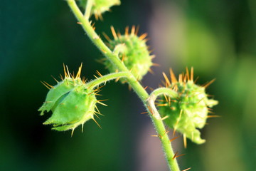 Fruits of Litchi tomato or Solanum sisymbriifolium or Vila-vila or Sticky nightshade or Red buffalo-bur or Fire-and-ice plant or Morelle de Balbis plant in cracked spiny green husks planted in local u