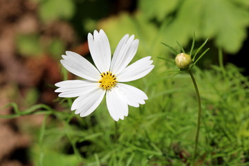 Garden cosmos or Cosmos bipinnatus or Mexican aster half hardy annual plant with fully open blooming pure white flower next to closed flower bud surrounded with other plants in local urban garden on w