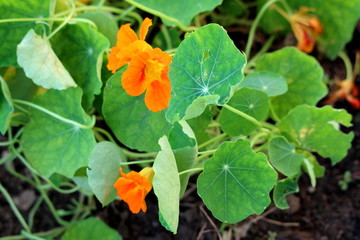 Garden nasturtium or Tropaeolum majus or Indian cress or Monks cress flowering annual plant with disc shaped leaves and orange flowers planted in local urban garden on warm sunny summer day