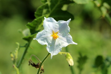 Litchi tomato or Solanum sisymbriifolium or Vila-vila or Sticky nightshade or Red buffalo-bur or Fire-and-ice plant or Morelle de Balbis plant with single fully open white flower with dark yellow cent