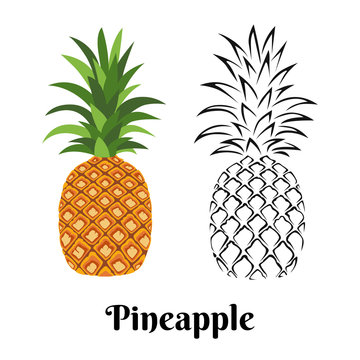 Pineapple isolated on white background. Color illustration and black and white outline. Vector image of exotic tropical fruit in cartoon flat simple style.