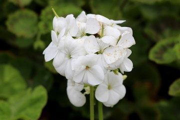 Pelargonium Geranium plant with bunch of white blooming flowers surrounded with green leaves in local urban garden on warm sunny summer day