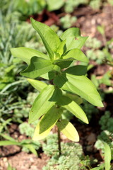 Single Zinnia plant with light green leaves and small closed flower bud starting to form on top surrounded with other plants in local urban garden on warm sunny summer day