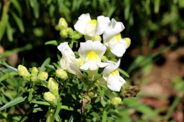 Small bunch of Common snapdragon or Antirrhinum majus herbaceous perennial plants with small flower buds and fully open blooming white flowers surrounded with green leaves and other plants in local ur