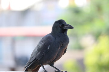Carrion crow (Corvus corone) black bird portrait on bright background and looking at camera