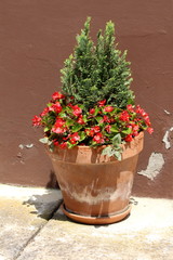 Small pine tree surrounded with bright red Begonia plants planted in dilapidated flower pot in front of cracked family house wall on warm sunny summer day