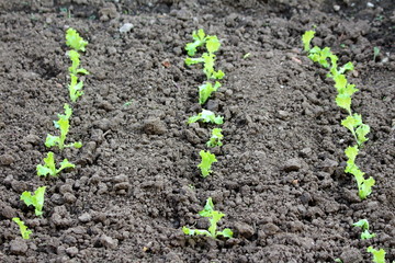 Three rows of freshly planted light green Lettuce or Lactuca sativa surrounded with dry soil in local urban garden on warm sunny autumn day