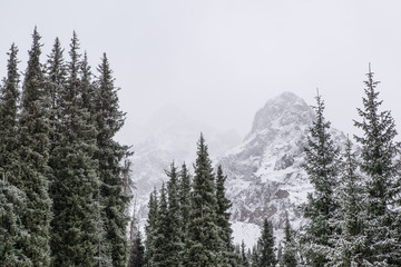 winter mountain landscape with pine trees