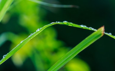 macro of water drops on green grass