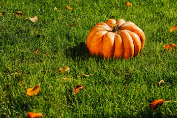 pumpkin on grass with fallen leaves