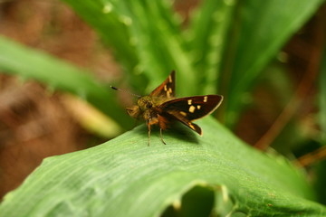 Strange butterfly on a leaf