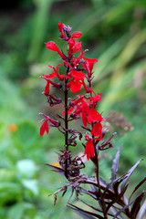 Upright Cardinal flower or Lobelia cardinalis perennial herbaceous flowering plants with dark lanceolate leaves and vibrant red flowers planted in local urban garden surrounded with other plants on wa