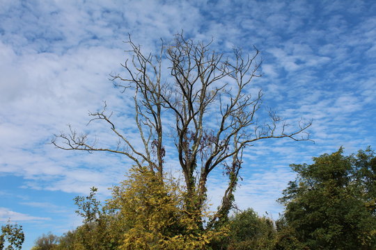 Very large creepy old tree with dried branches without leaves rising above small trees with cloudy blue sky in background on warm sunny autumn day