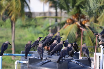 Group of black crows in the nature ,Group of black crows in the nature .