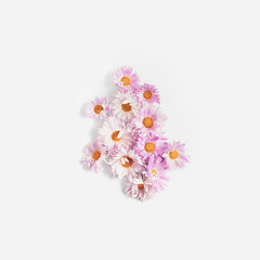 composition pink chrysanthemums on a white background.minimal flower concept, flat lay, square frame