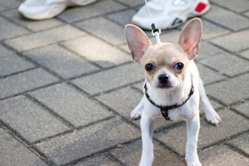 Chihuahua. Dog on a walk. Cute doggie. Trusted friend.