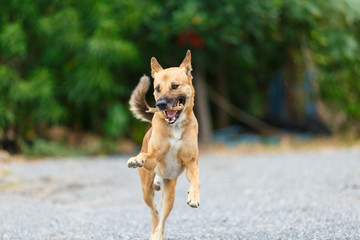 Thai local dog playing and running on rock floor.