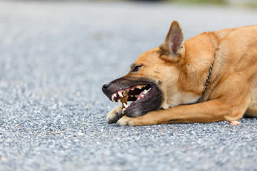 Thai local dog bite a rod on rock floor.