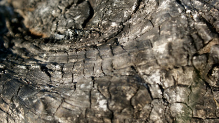 wood texture with burnt and blackened bark closeup