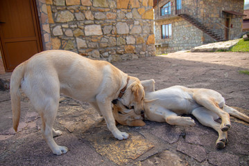 Two Labrador dogs play at home, bite, growl, attack each other.