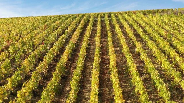 Aerial view of Champagne vineyards to Les Riceys,  the Cote des Bars area in the Aube department, France