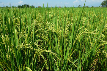 Rice plants on paddy field in Thailand.