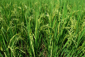 Rice plants on paddy field in Thailand.