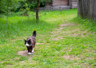 Naklejka na ściany i meble A black-and-white cat walks along a path trampled in the green grass.