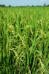 Rice plants on paddy field in Thailand.