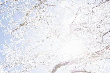 snow white mountain, back country, japan