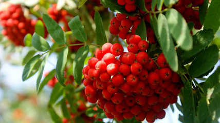 ripe bright red mountain ash hanging in clusters on tree branches on a sunny autumn warm day in the park