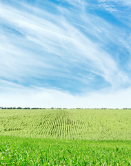Fototapeta na wymiar green agriculture field with maize and blue sky with clouds