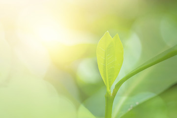Fototapeta na wymiar close up fresh green leaf on blurred greenery background wiht sun shine in garden, natural plants and ecology wallpaper
