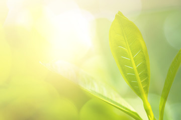 close up fresh green leaf on blurred greenery background wiht sun shine in garden, natural plants and ecology wallpaper