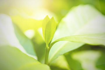 Fototapeta na wymiar close up fresh green leaf on blurred greenery background wiht sun shine in garden, natural plants and ecology wallpaper